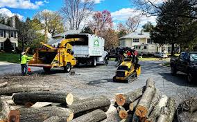 How Our Tree Care Process Works  in  Dunwoody, GA