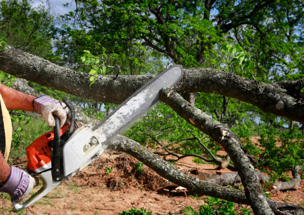 Best Lawn Pest Prevention  in Dunwoody, GA